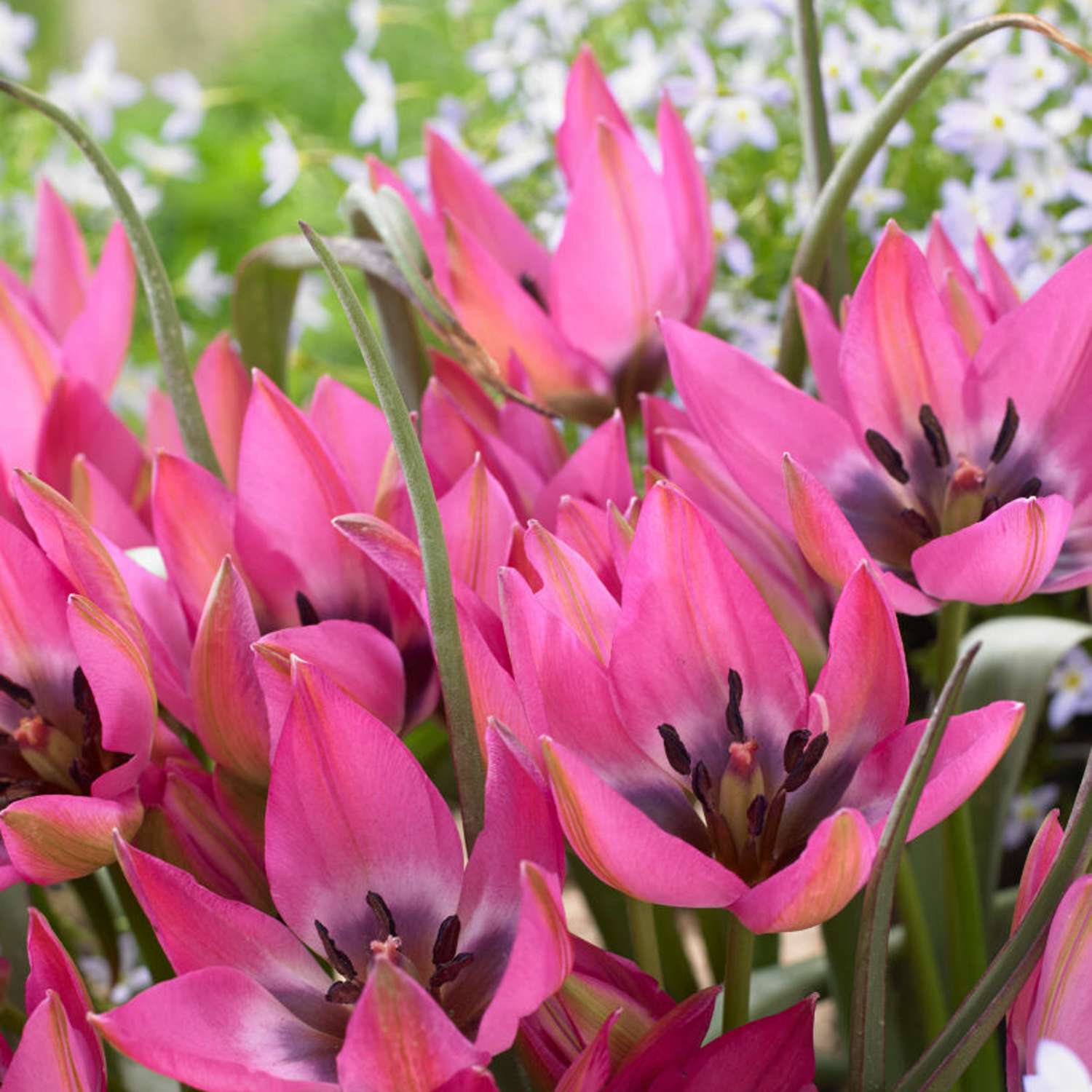 Botanische Tulpe 'Norah'